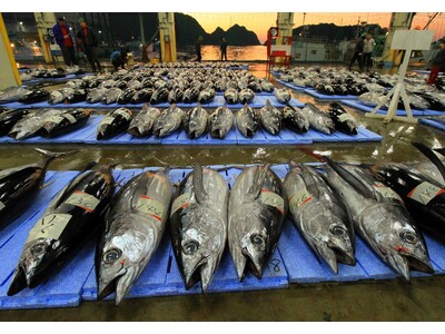 生まぐろ水揚げ日本一の和歌山県・勝浦港　休暇村南紀勝浦では迫力の競りを見学するガイドツアーと市場で食す朝食「生まぐろ御膳」付き宿泊プランを1月6日より販売