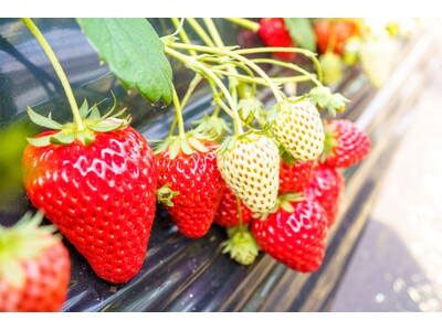 休暇村館山では、平日限定でいちご狩り30分食べ放題チケットが付いた宿泊プランを1月13日より販売　～皇室献上の確かな品質。館山のいちごを思う存分お召し上がりください～