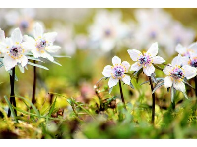 中国山地に訪れる遅い春春を告げるマンサク、セツブンソウから始まり、フクジュソウ、カタクリと、里山の貴重な...