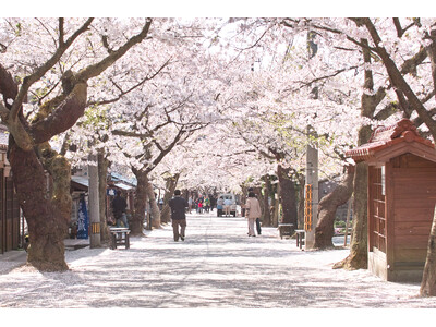 休暇村蒜山高原では、宿泊者限定で桜の名所にご案内するサービスを4月1日より開始します　～新庄村がいせん桜...