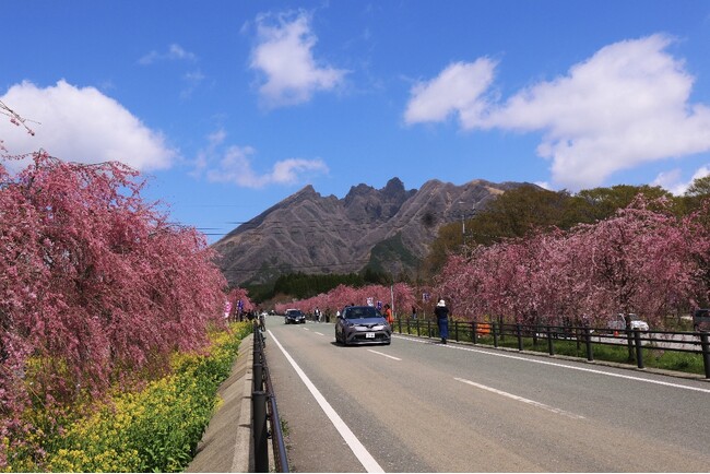 休暇村南阿蘇から徒歩約10分、しだれ桜並木の名所「サクラミチ」が見ごろ　阿蘇・高森町では「2026たかもり桜まつり」が3月28日より開催　～阿蘇五岳を望む春の花見ステイを休暇村でお楽しみください～