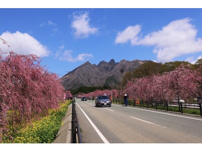 休暇村南阿蘇から徒歩約10分、しだれ桜並木の名所「サクラミチ」が見ごろ　阿蘇・高森町では「2026たかも...