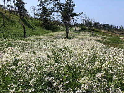 福井県坂井市三国町　休暇村越前三国前の二ノ浜海岸では、春を彩る自生植物「ハマダイコン」が見頃を迎えます