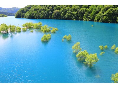 乳頭温泉郷に遅い春の訪れ…　雪解けの季節、秋扇湖の水没林が現れます　新緑の乳頭温泉郷で、新緑の中 湯めぐ...