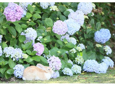 うさぎ×あじさいを思う存分楽しむ　「うさぎ島あじさいキャンペーン」を2026年6月6日より開催　～梅雨のうさぎ島で、五感を満たす新たな島時間をご提案～