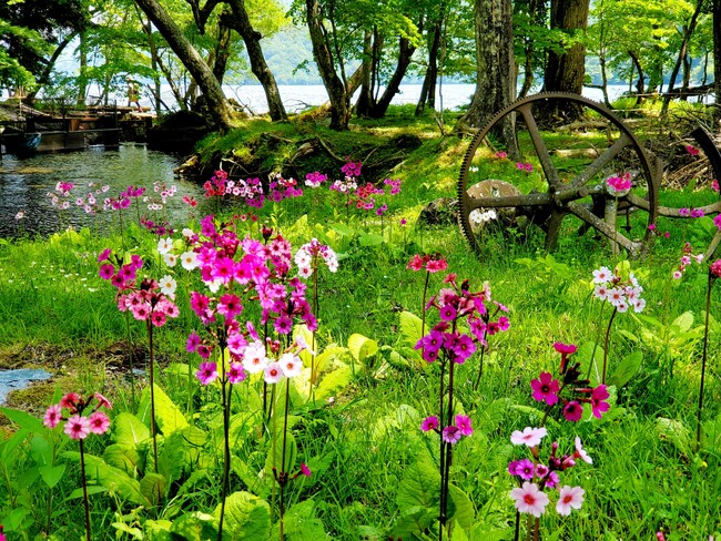 静かな森に咲く可憐な花「クリンソウ」　日本有数の群生地・奥日光の千手ヶ…