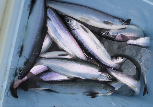北海道・支笏湖で「支笏湖チップ」漁が6月1日解禁　休暇村支笏湖では、支笏湖チップ（ヒメマス）塩焼き付きビュッフェプランを販売
