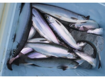 北海道・支笏湖で「支笏湖チップ」漁が6月1日解禁　休暇村支笏湖では、支笏湖チップ（ヒメマス）塩焼き付きビュッフェプランを販売