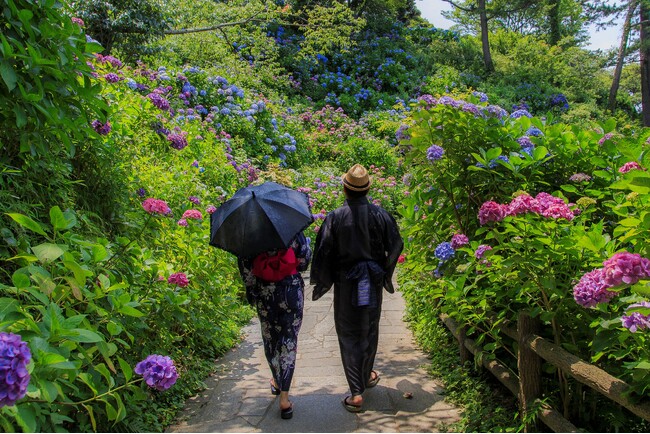 その数なんと１５万株３００万輪！株数日本一のあじさいが咲き誇る「下田あじさい祭」　～6月1日より開催～休暇村南伊豆では、まつり期間中毎日「あじさいバス」を運行します～