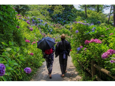 その数なんと１５万株３００万輪！株数日本一のあじさいが咲き誇る「下田あじさい祭」　～6月1日より開催～休...