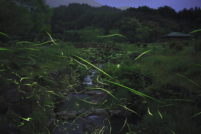 休暇村蒜山高原では、宿泊者限定「ホタル観賞ツアー」を6月１日より実施　高原の夜風と幻想的な光に包まれる、初夏だけの宿泊体験