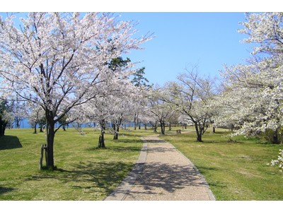 休暇村越前三国・芝生園地では３種の桜リレー。３月下旬から４月中旬が見頃　～日本海を望むホテルのお庭でお花見を。もうすぐ桜のリレーが始まります～