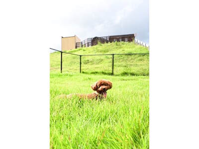 ASO DOG.FES 6月29日開催! 愛犬と共に最高のロケーションで楽しむイベント(熊本県阿蘇市・コ...