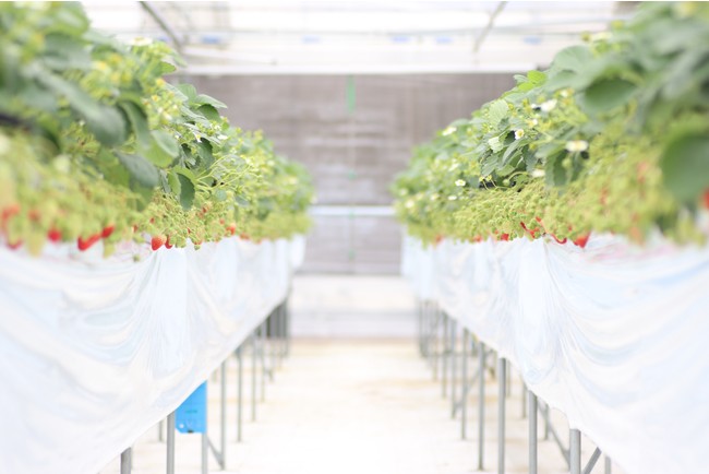 ＜2021年12月11日(土)より＞無料トッピングを１０種類へ増量！愛知県西尾市KingFarmいちご狩り開園致します