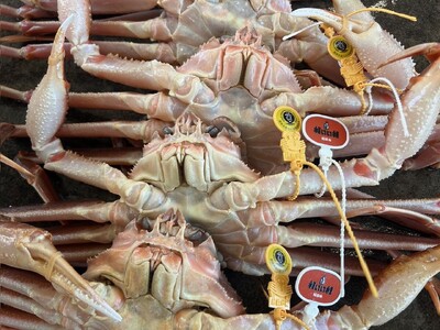 【福井県福井市】冬の味覚の王者「越前がに」いよいよ解禁！福井の食のトップシーズンである「冬の食の魅力」を堪能してください。