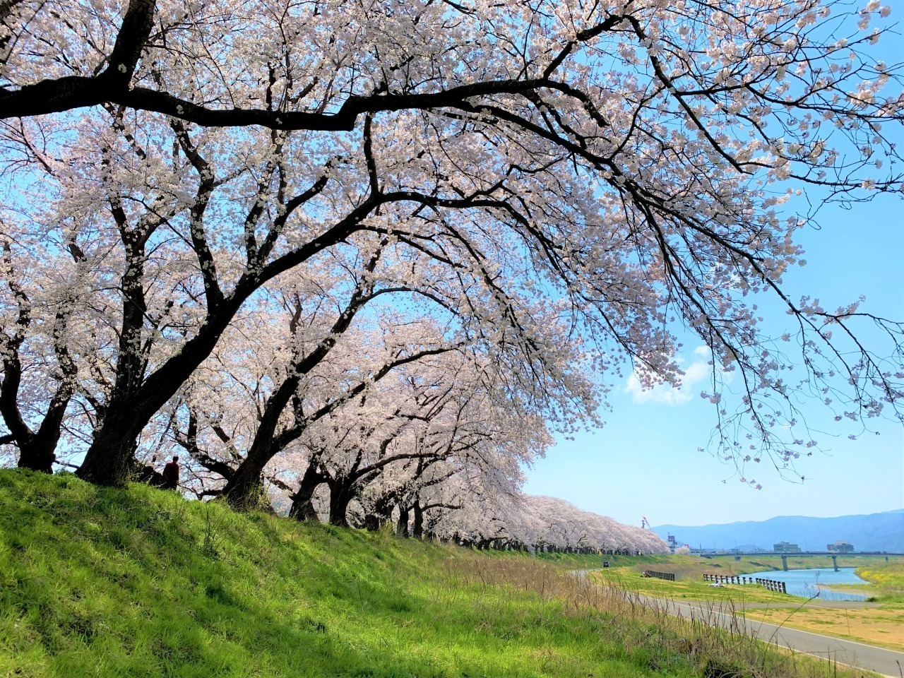 【福井県福井市】春の感動を次世代へ-日本さくら名所１００選『足羽川桜並木』を守るクラウドファンディング、９月３０日まで受付中