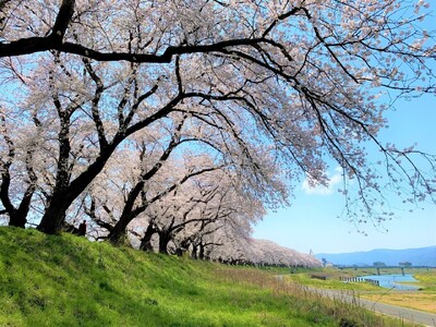 【福井県福井市】春の感動を次世代へ-日本さくら名所１００選『足羽川桜並木』を守るクラウドファンディング、９月３０日まで受付中