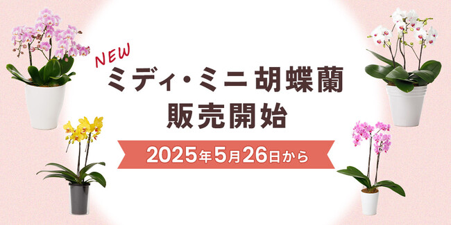 【新商品】ミディ・ミニ胡蝶蘭販売開始！｜胡蝶蘭専門サイトフラワースミスギフト