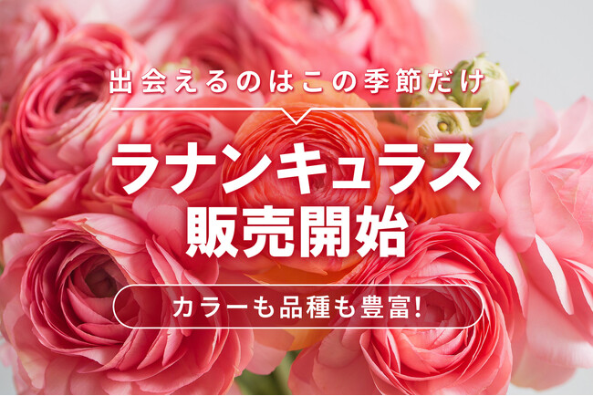 【ラナンキュラス販売開始！】ラックスシリーズを含む豊富な品揃え｜花の卸通販フラワースミスマーケット