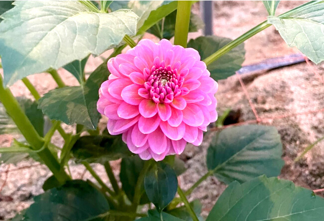 ダリアの新品種「ホットピンクオセロ」を共同開発！花農家は量産しやすく、安定した運営が可能に