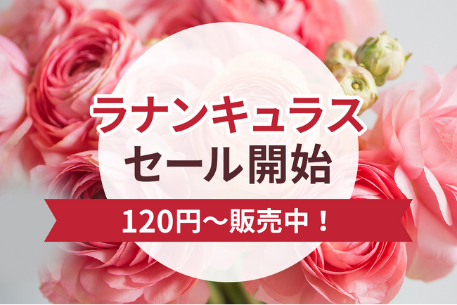 ラナンキュラスSALEを2026年3月2日～開催！｜花の卸通販フラワースミスマーケット