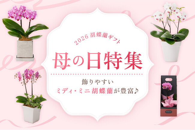 【2026母の日ギフト】飾りやすいミディ・ミニ胡蝶蘭を豊富に販売!|胡蝶蘭専門サイトフラワースミスギフト