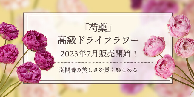 新商品「芍薬」の高級ドライフラワー販売開始！｜花の卸通販フラワースミスマーケット
