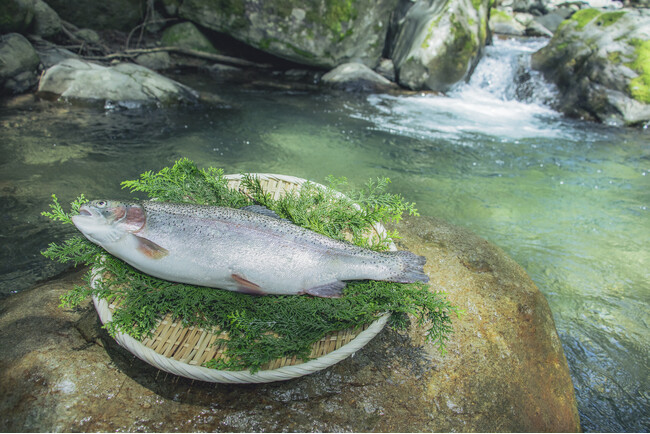 福井県勝山市産「勝山 やまのサーモン」まるごと一尾がふるさと納税に登場！
