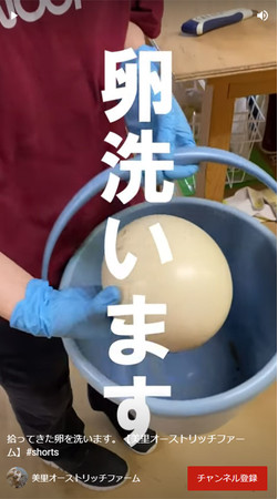 卵を洗う動画が100万回再生！世界最大の鳥を飼育、埼玉県北部のダチョウ牧場