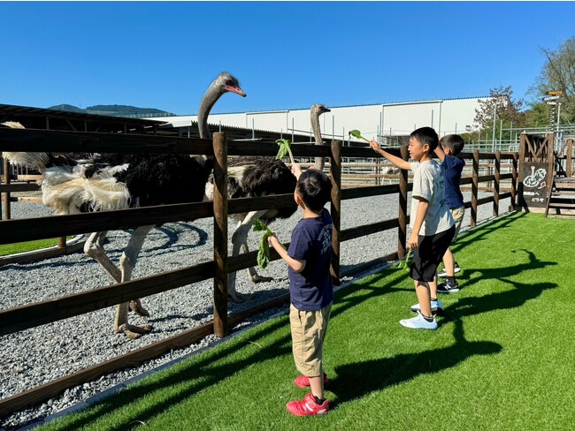 新しい体験を! 美里オーストリッチファーム 「ふれあいエリアのリニューアル」と「Ostrich Museum」の一周年企画展