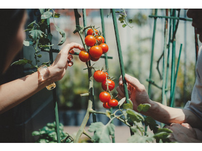 新しい家庭菜園の魅力を発信する「UETE / ウエテ」がポップアップショップを初出店