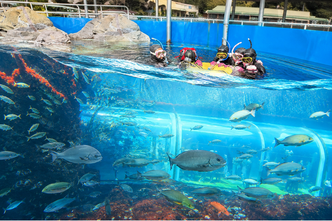 下田海中水族館で新 体験プログラム『大水槽おさかなウオッチング』スタート！