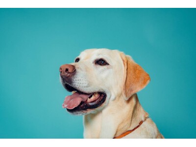 【2026年4月24日新オープン】静岡・1HOTEL内に、「待て」や「おすわり」をしなくていいフォトスタジオ『わんこスナップ』が誕生！