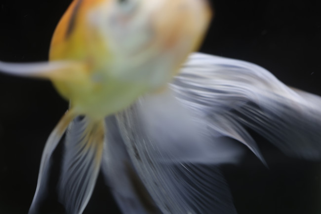 PR[EgLi[M[@ÌEC ʐ^WuJewelry Fishv