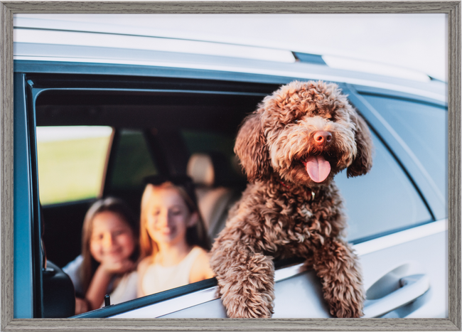 �l�C�̃~���[�g�J���[���̗p�����ؖڒ��A���~�t���[���u�A�~�l�I�E�O�����f�v