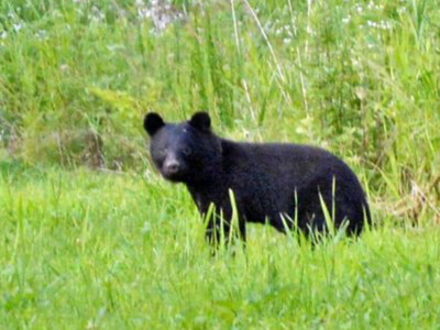 【クマ被害】果物の被害産地を食べて応援　オイシックス・ラ・大地　収穫最盛期のりんごや柿を産地応援寄付つき...