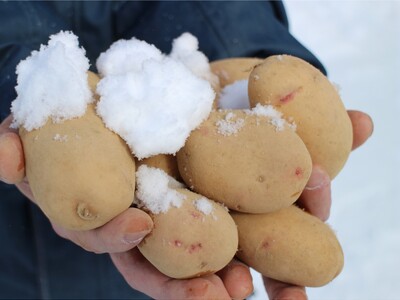 【らでぃっしゅぼーや】暖冬による少雪が心配でしたが…出荷を待つのみ！寒さに耐えて甘みがグンとアップ！“ 雪室・雪下野菜 ”のベストシーズンがスタート
