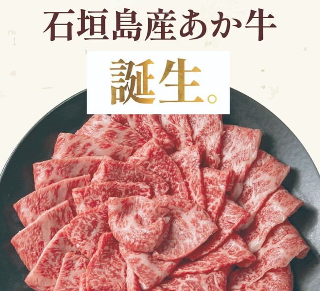 一年中放牧が可能な石垣島の環境を活かし、あか牛の放牧飼育に挑戦