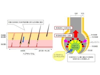 植物オイルと植物エキスによる毛髪成長促進効果を発見