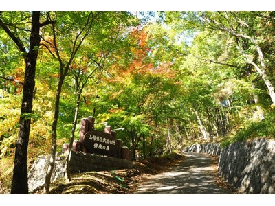 甲府市中心部近郊の山梨県立「武田の杜保健休養林 健康の森」にマウンテンバイクエリアがオープン!初心者やフ...