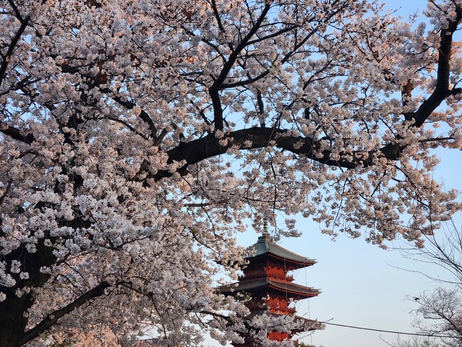 プレスリリース「春爛漫の大田を満喫！「おおたの桜を楽しもう2026」を開催します」のイメージ画像