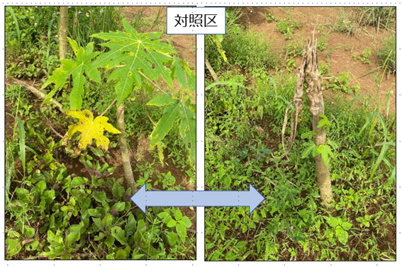 宮古島発 料理のためのオーガニック栽培を目指すQui.Farmが、野菜の収穫量が倍増したTOKYO8を海外に発信
