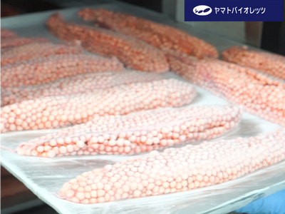 【医療分野の冷凍技術を水産業に応用】ヤマトバイオレッツ、CAS冷凍技術で知床の"旬"を閉じ込める「生筋子...