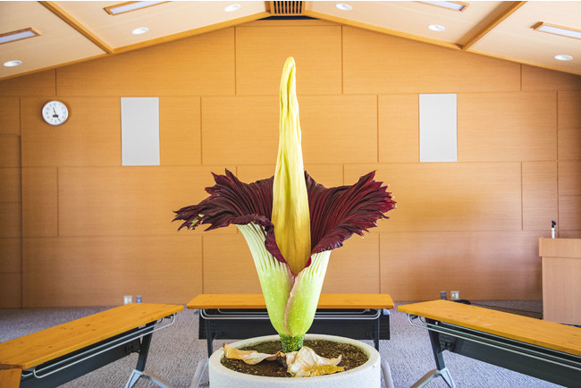 世界最大の花といわれ絶滅危惧種にも選定されるショクダイオオコンニャクが京都薬用植物園で5年ぶりに開花