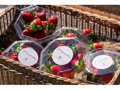 「食べる宝石」ミガキイチゴ、今シーズン初摘みいちご出荷