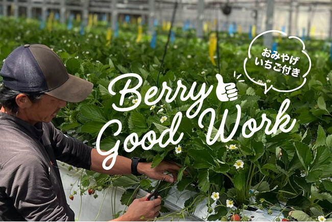 <ミガキファーム>いちご農家の裏側に潜入する農業体験ワークショップ『Berry Good Work』を6月末まで開催