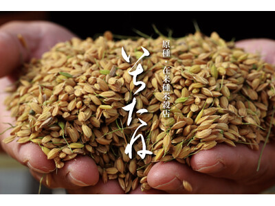 【新しい選択肢】原種・在来種米穀店「いちたね」オープン！