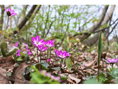 国内有数の雪割草の花場と協賛施設を巡って長岡の早春を楽しもう！「えちご雪割草街道2024スタンプラリー」を開催