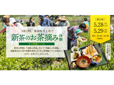 「北限の茶処」新潟県村上市で新茶のお茶摘み体験 ＆ 茶葉を使用したランチを堪能しよう！（申込受付中）