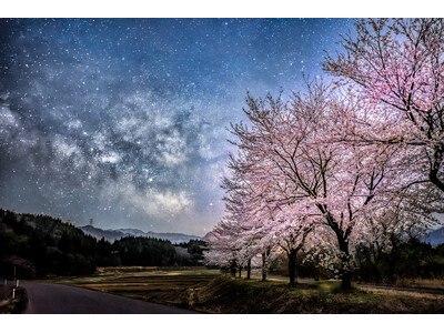 胎内のリゾートへと誘う、春の入口。約1kmの桜並木「胎内川 夏井の河川敷千本桜」